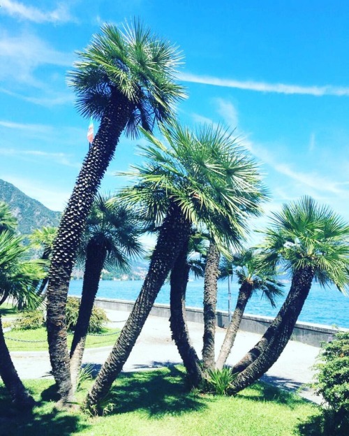 b l u e #menaggio #italy #lake #travel #travelgram #palmtrees #landscape #blue #nature #lungolago #i