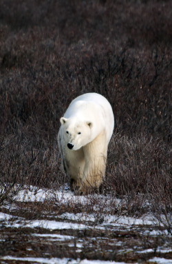 h4ilstorm:  ice bear day 1 bear 13 (by rwtrent)