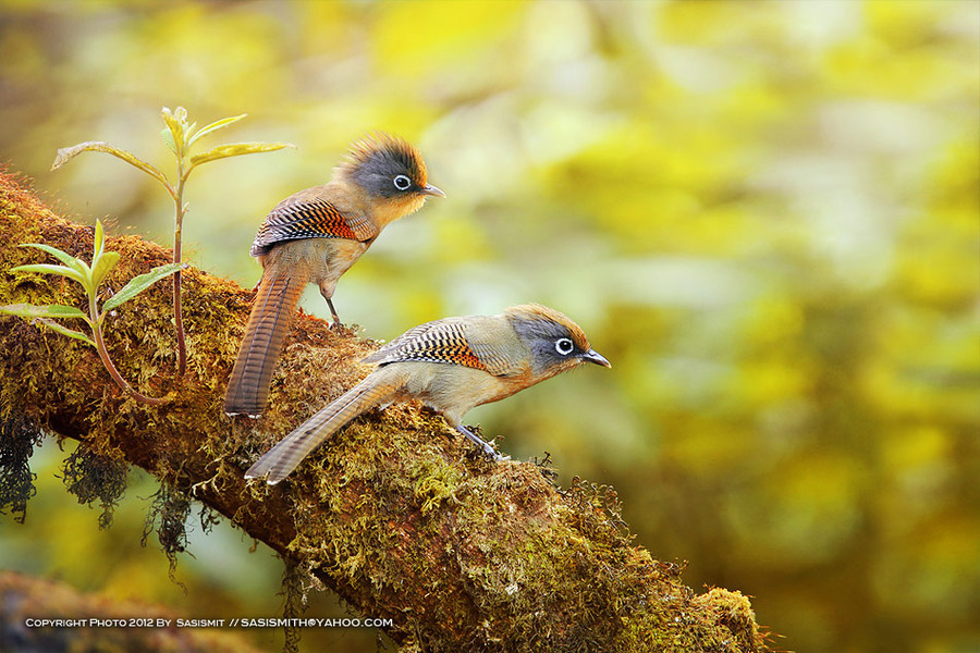 fairy-wren:  spectacled barwing (photos by sasi-smit) 