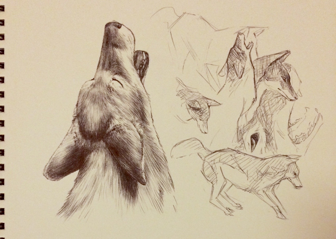 alithographica: Another AMNH night. 3 hours, ballpoint pen. Coyote.