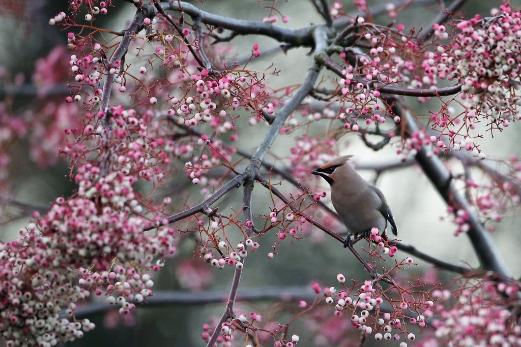 awkwardsituationist:  every december, waxwings descend on great britain from their