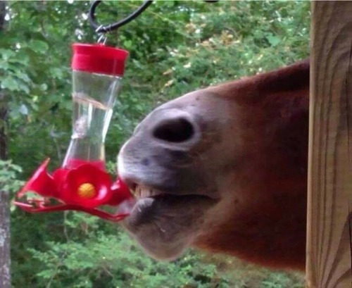 unclefather:animal-factbook:what kind of hummingbird is this?Take a fucking sip, babes