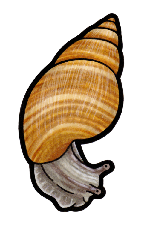 Pūpū kani oe (Amastra micans)This species of Hawaiian snail is extinct in the wild, but a captive po