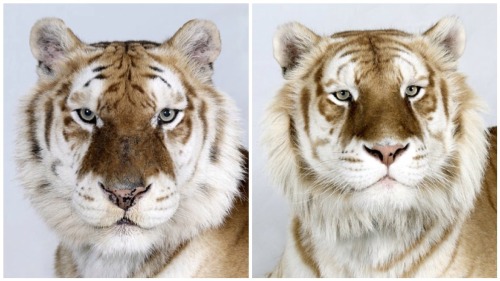 vmagazine:  Dr Bhagavan Antle of The Institute of Greatly Endangered and Rare Species (T.I.G.E.R.S), photographs 4 varieties of Bengal tigers 