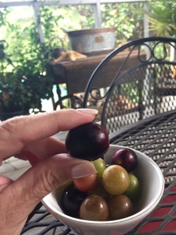 69honeybeez1:  I am pleased to say, that after a long and unsuccessful gooseberry quest, it is now the official start of muscadine and scuppernong season… it is once again great to be in the South.  My fav&hellip;already had three boxes