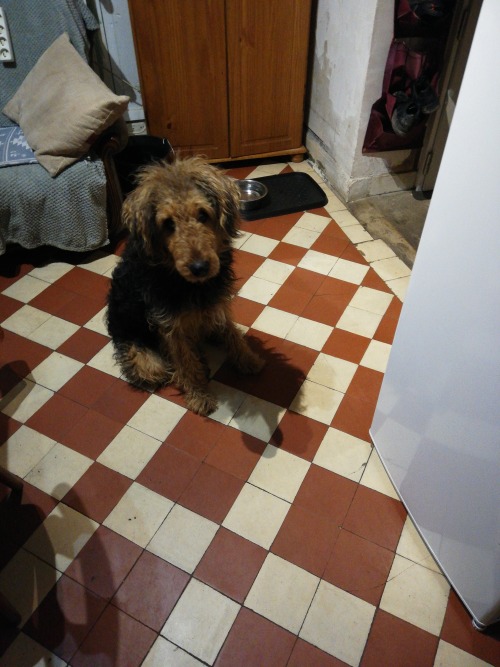 Thao Chien Airedale Terrier