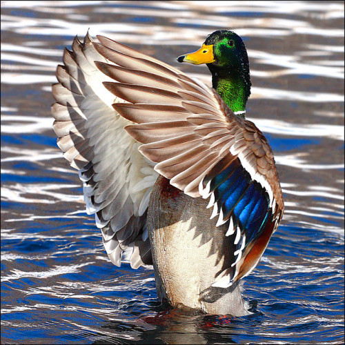 ~ Duck Dance ~ by ViaMoi on Flickr.