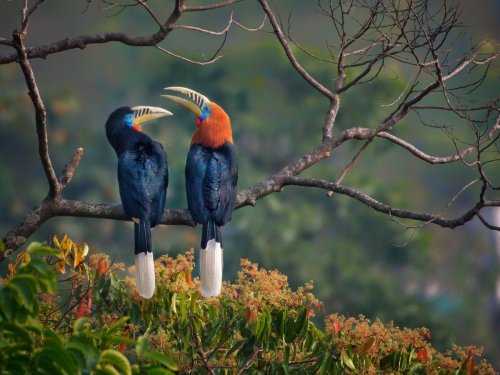 🔥 Rufous necked hornbill believed to be extinct in nepal found after 200years #naturezem#nature#photography#naturephotography#naturelovers#art#photo#photographer