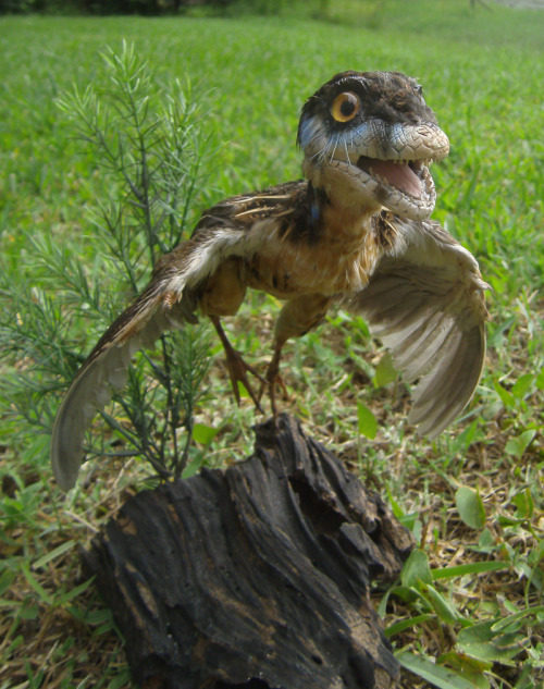 bookrat:Forgot to upload the rest of the pictures of this little guy.Lifesize Eosinopteryx made of q