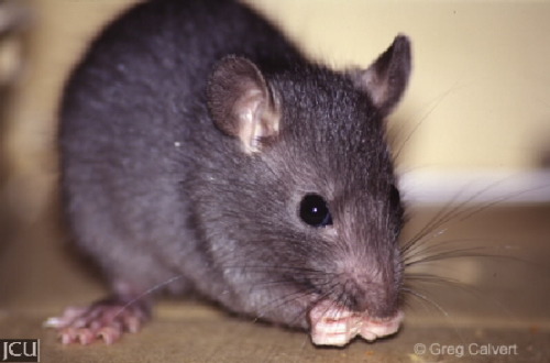 ainawgsd: The black rat (Rattus rattus), also known as ship rat, roof rat, or house rat—is a common 