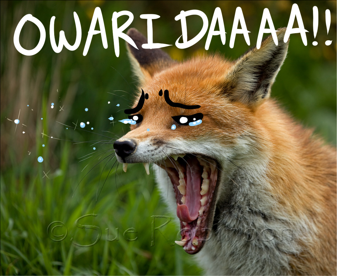 chirijaraiden:  Kawaii animal pics desu. 