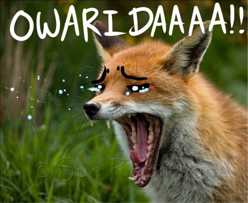 chirijaraiden:  Kawaii animal pics desu. 