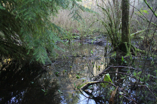 Eel Lake swamp by Richard O'Neill