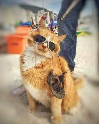 annapblack:  GUYS,  There’s a cat in a town nearby where I live in Brazil that likes to go on motorcycle rides with his owner.  He wears motorcycle goggles and everything. LOOK AT THIS LITTLE COOL DUDE:  The chillest dude you’ll ever see. 