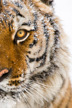 Ternpest:  (Via 500Px / Siberian Tiger 6 By Suha -Catman)