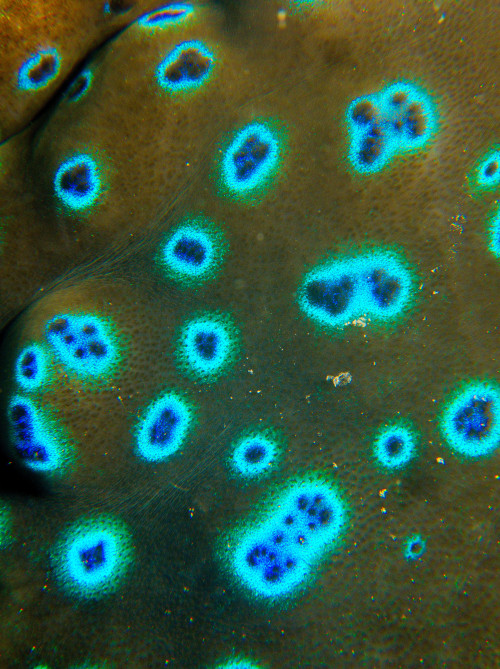Macro shot of the clam’s iridocytes