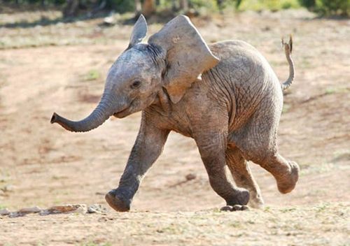 spockisgaypassiton: to anyone having a bad day im so sorry also here are some pictures of baby elephants  feel better friend 