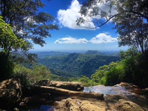 oceaniatropics: Springbrook National Park, South-east Queensland, Australia