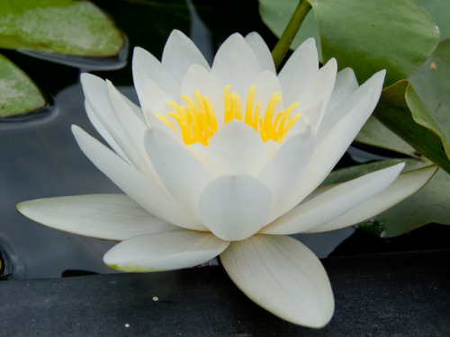 Nymphaea ‘White Sultan’.