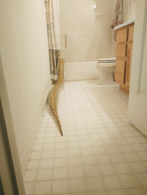 solid-snakes:  yayaya-youtube:  solid-snakes:   cornsnoot:  solid-snakes: She got into the tub all by herself! what a well behaved dog  She is a good dog.   She’s not even a mammal. Wtf guys where is your glasses??  Such a nice dog 
