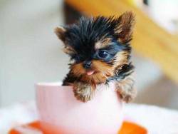 I’ll Have A Cup Of Pup To Go, Please