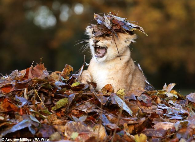 catsbeaversandducks:  Frolicking in the autumn leaves, this little lion cub is having