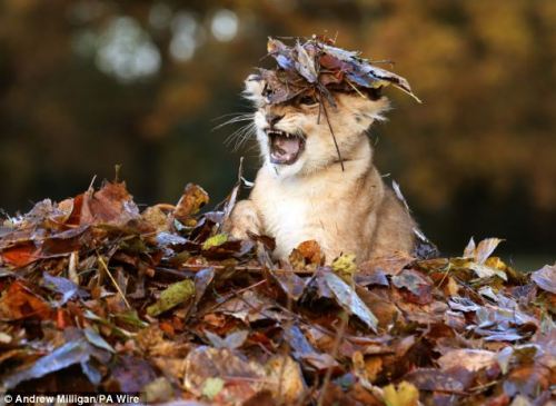 The ferocious beast and the pile of leaves. adult photos