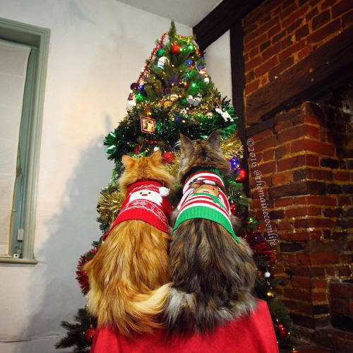 mymodernmet:Adorable “Christmas Cats of Instagram” Get Into the Holiday Spirit