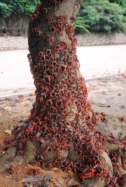 odditiesoflife:  The Astonishing Annual Red Crab Migration Named one of the planet’s