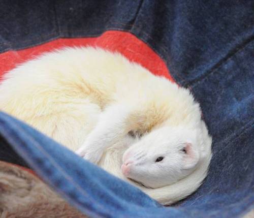 makin5:  ねむう…😪 So sleepy😪 #ferrets porn pictures