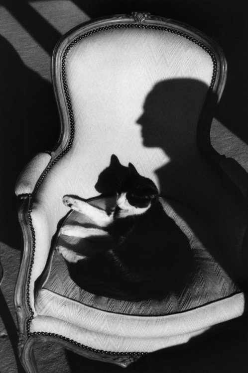 The-Night-Picture-Collector:henri Cartier-Bresson, Our Cat Ulysses And Martine’s