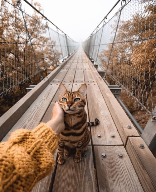 friendly-animals:friendly-animals:(Source)Follow Our New Instagram: animals_lovers_ig (: