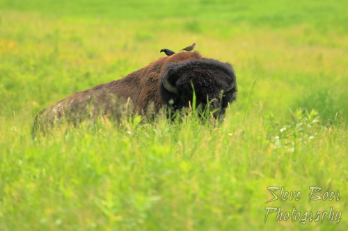 Bison with birdsTook a drive out to Elk Island National Park yesterday and managed to see just this 