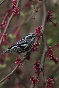 10bullets:  Black and White Warbler by tessanickels