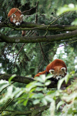 earth-song:  Copycat Firefox by ~Vertor