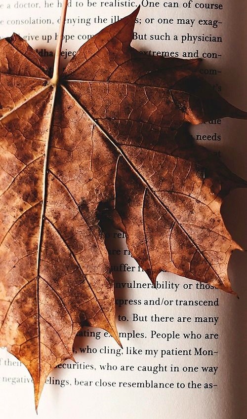 autumnal-leaves on Tumblr: Image tagged with leaf, leaves, read