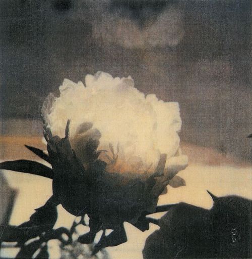 Cy Twombly polaroid pictures