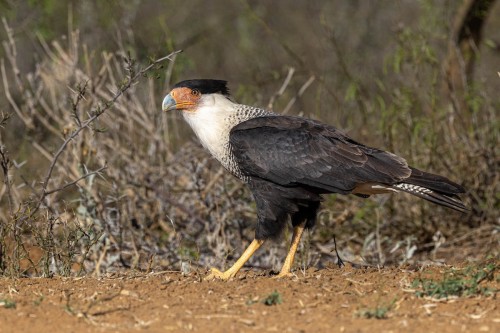 Crested Caracara (Caracara plancus)© Craig Duff