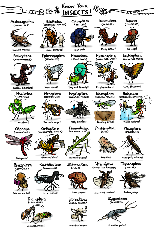 ketrinadrawsalot:Insectember Day 8: Know your insects! Available as a print or shirt!