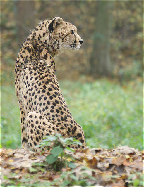 Cheetah 2 by Foto Martien on Flickr.Via Flickr: Cheetah in the Safaripark of Burgers Zoo in Arnhem, 