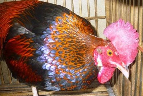 chickenoftheday: Ayam Bekisar  the bekisar is not a breed of chicken, but first generation hybr