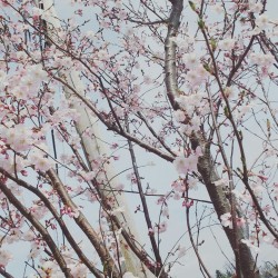 peace-and-awe: cherry blossom tree