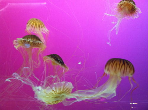 What nice little jellies floating around looking so cool.
