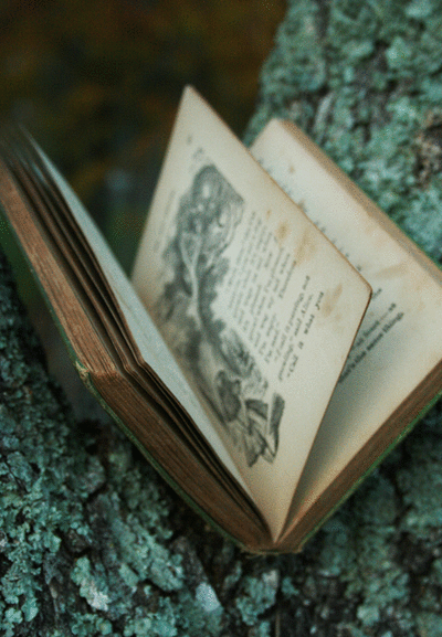 witchedways:  bewitched forest 