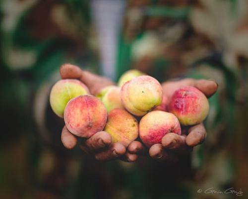 Xiong holds a handful of peaches grown in his orchard. Xiong...