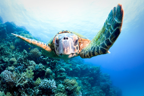 nubbsgalore:  marine turtles (the endangered loggerhead and green sea, the critically endangered hawksbill and the vulnerable pacific ridley) photographed by (click pic) harry otoi, christian miller, vaclav krpelik, reinhard dirscherl, michael patrick