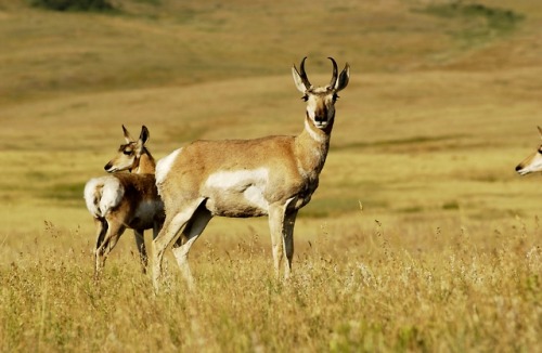 kuttithevangu:wapiti3:pronghorn (Antilocapra americana)The pronghorn (Antilocapra americana) is a sp