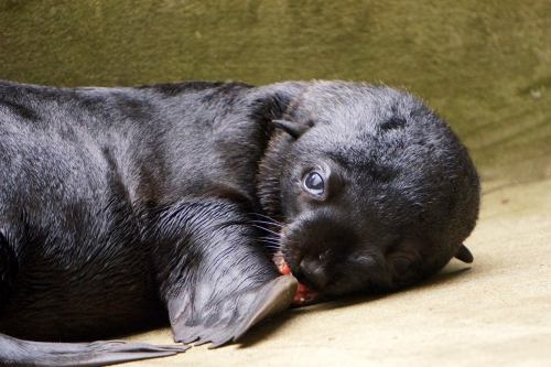 Precocious Seal Pup Mugs For Cameras at Wroclaw ZooOn June 10, Wroclaw Zoo welcomed a female South A