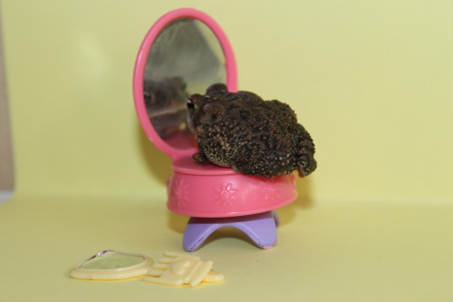 toadschooled:strongerbottles:This little shit is Pudgington.He’s a one legged toad who wants to promote body positivity and racial equality. Pudge is a pro feminist and resides in Florida, home of the gators, sun, and serial killers.Expect more Pudge