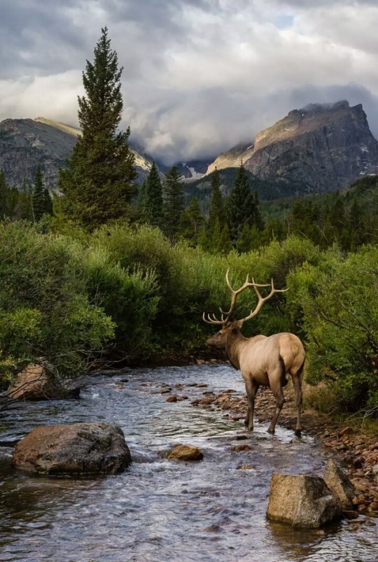 landscape-lunacy:  Rocky Mountain National Park, Colorado - by Andrew Young 